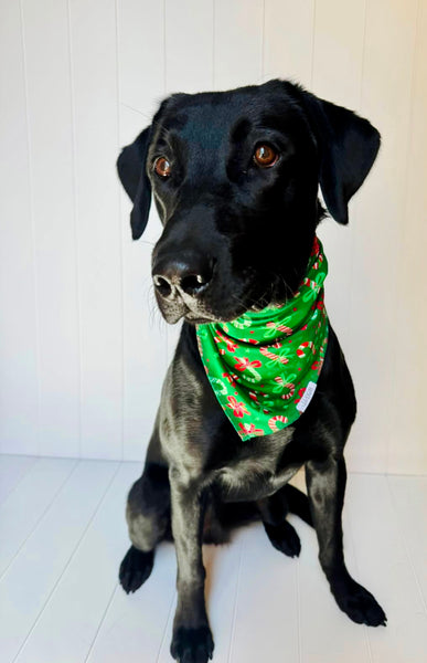 Candy Cane Bamboo Pet Bandana