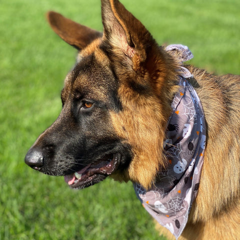 Halloween Ghost/Spider Pet Bandana