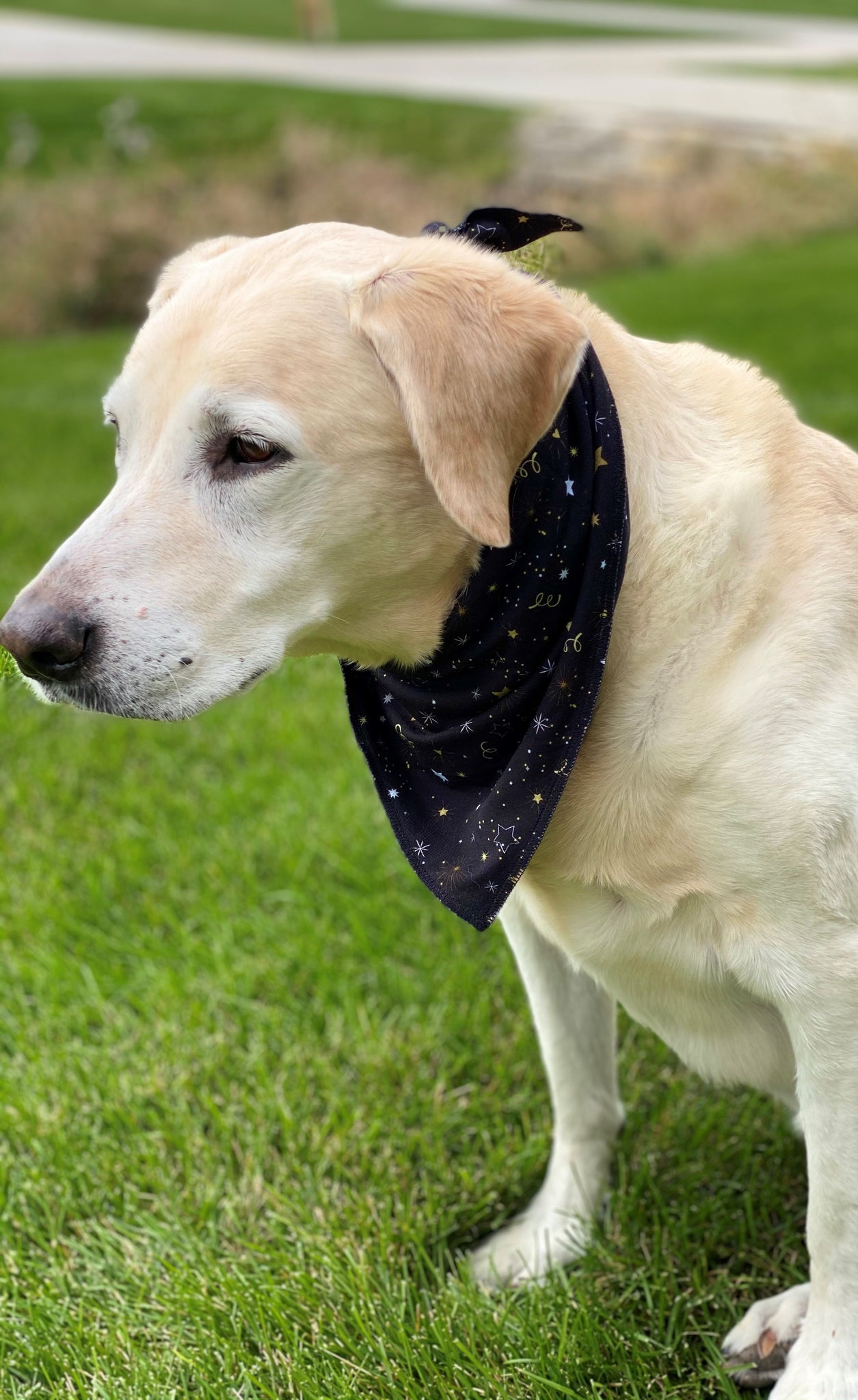 NYE Pet Bandana