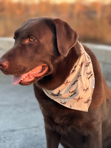 Duck Pet Bandana